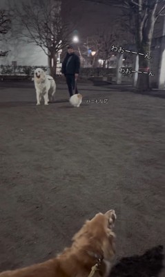 遠吠えを聞いたワンコたちの反応2