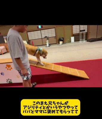 おもちちゃんがアジリティに挑戦