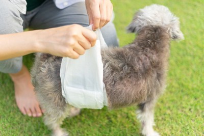 マナーベルトを着用する様子