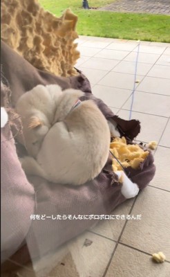 破壊王の柴犬さん3