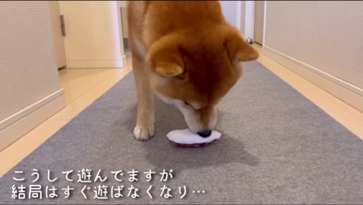 オモチャの匂いをかぐ柴犬