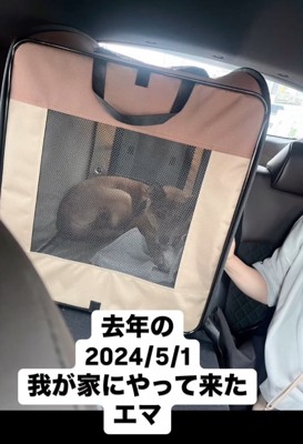 飼い犬になったわんこ