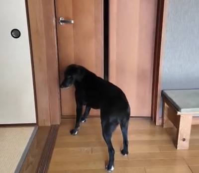ドアの隙間からのぞこうとする犬