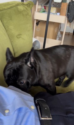 お留守番を察したジェットくん