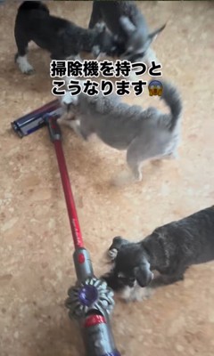 掃除機を嫌がるシュナウザーたち8