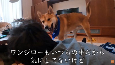 プロレスごっこ中に「助けてー！」と言ったら…