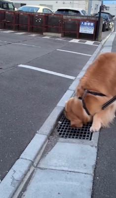 排水溝を愛するモッシュくん7