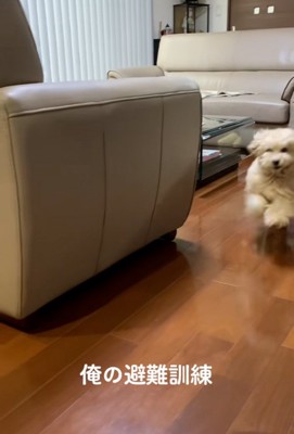 走ってくるワンコ