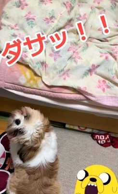 飼い主さんを見る太郎くん