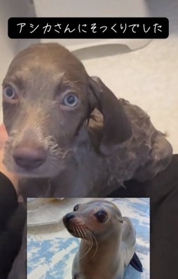 アシカに似ているレアちゃん