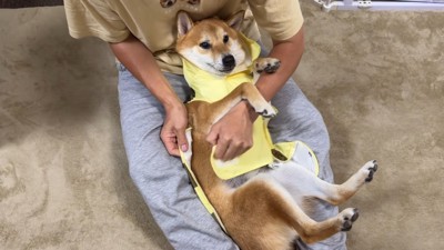 カッパを着せる間、無抵抗のボブくん