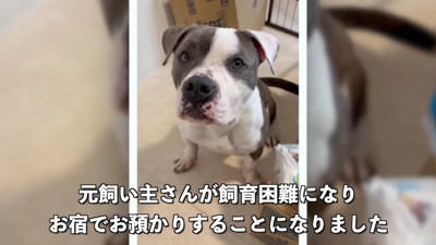 アメリカンブリーのレンちゃん