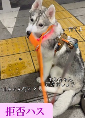 「行きたくない!」