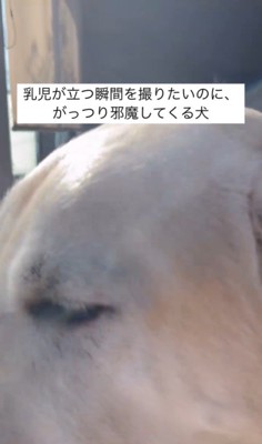 きぬちゃんと立つ練習中の赤ちゃん9