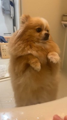 「ママ、助けて～」