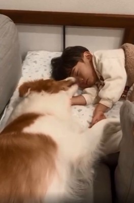 息子さんの顔を舐めるラスカルくん