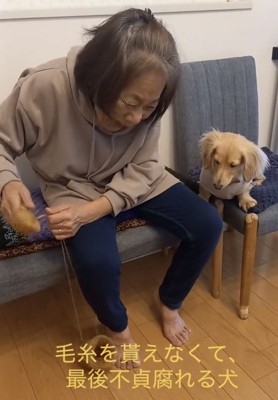 おばあちゃんの手元を見つめる犬