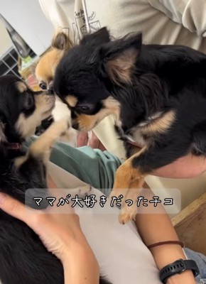 顔を寄せ合う3匹の犬