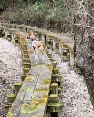 森の奥を見つめる立ち耳の犬
