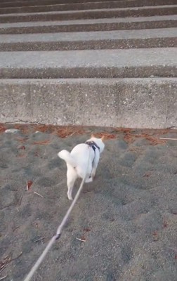 砂浜を歩くワンコ