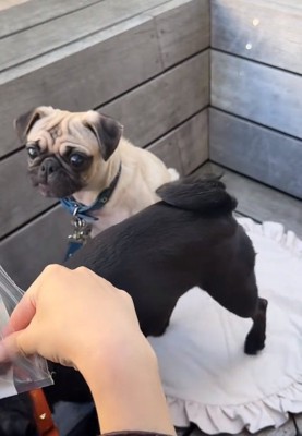 あっけにとられる鱈ちゃん