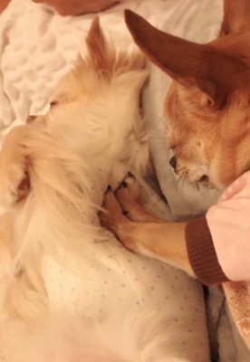 おまめくんを拒否するよもぎ子ちゃん4
