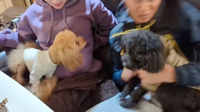 お腹を守る犬と苦笑いする男性