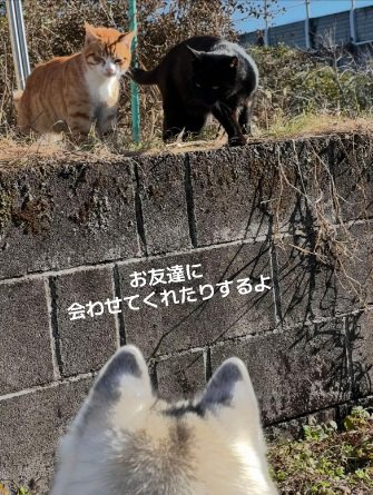 お友達を会わせてくれる野良猫