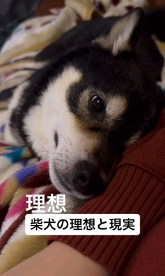 柴犬を飼う理想と現実4