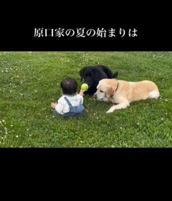 2匹の犬と赤ちゃん