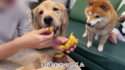 旅先で買った焼き芋