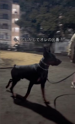 遠吠えを聞いたワンコたちの反応5