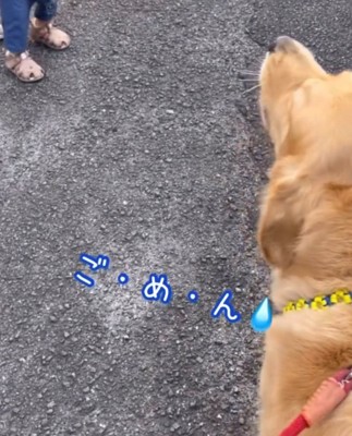 犬が声を出している様子