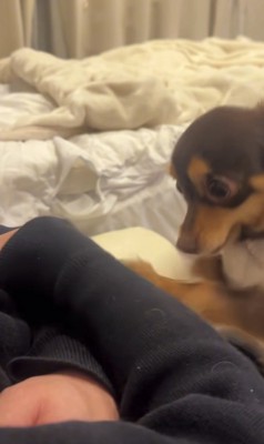 力が強くなっていく犬