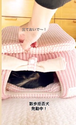 お散歩に行きたくない