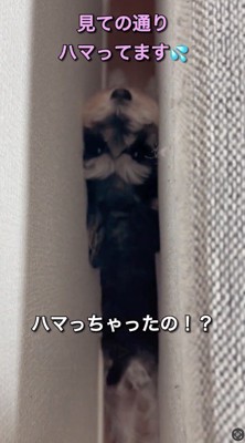 ソファと壁に挟まれて飼い主を見上げる犬