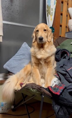 睡魔と戦うウルちゃん3