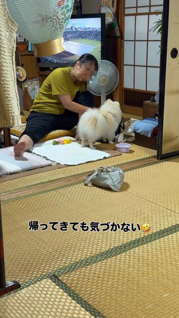 飼い主さんに気づかないポメラニアン