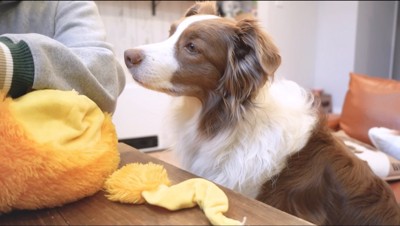 裁縫をする女性を見つめる犬