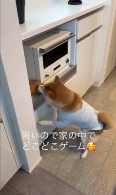 おもちゃ探しゲームをする忠太くん⑩