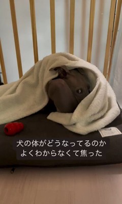 ソファで丸まるプットくん