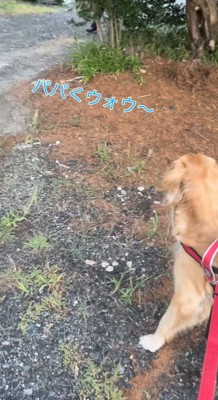 木の陰に視線を向ける犬
