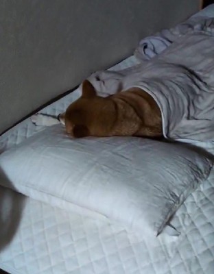 先に寝ていたのは…