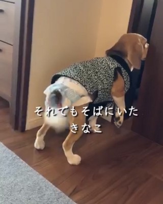 部屋をのぞく犬
