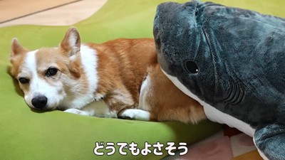 ぬいぐるみと犬