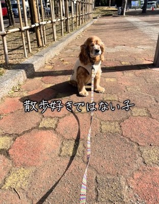 散歩が嫌いな茶子ちゃん