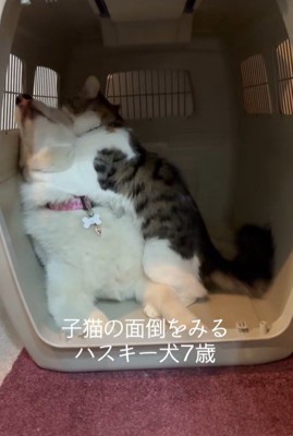 距離が近すぎるローズちゃんとロイくん4