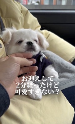 愛らしすぎます