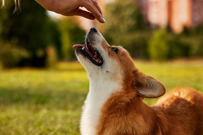 手を見上げる犬 