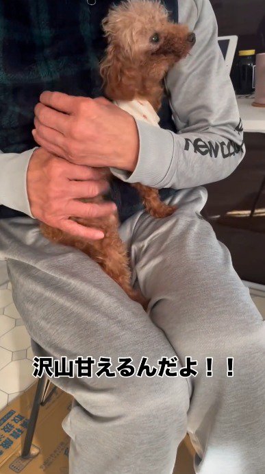 飼い主の膝の上で抱っこされる犬